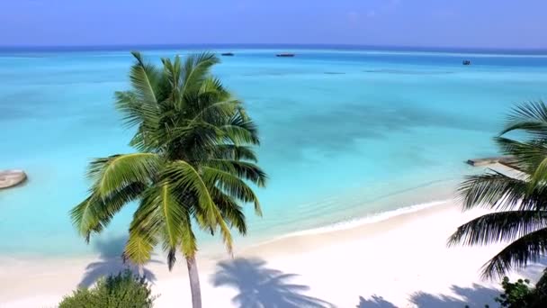 Egzotik kumlu plajda palmiye ağacı - Video, Çekim