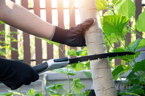 Ağaçları kesmek, bahçıvanlık ve budama için testereyi kullanın.. - Fotoğraf, Görsel