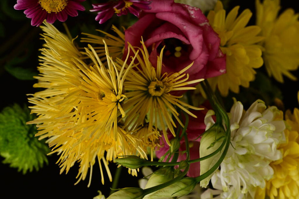 hermosas flores, fondo concepto floral - Foto, imagen