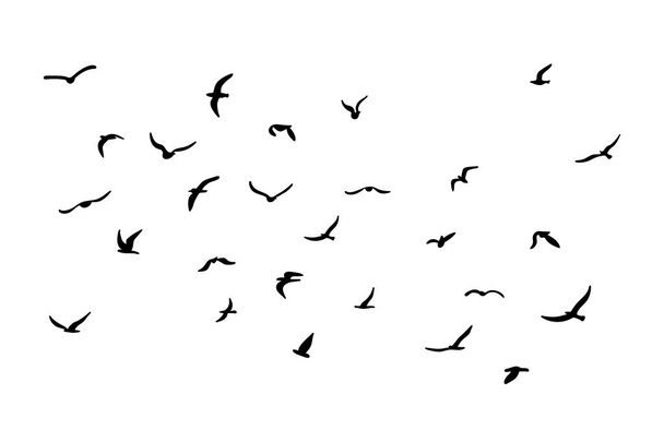 Hejno létajících siluet ptáků. Černá na bílém pozadí. Vektorová ilustrace - Vektor, obrázek