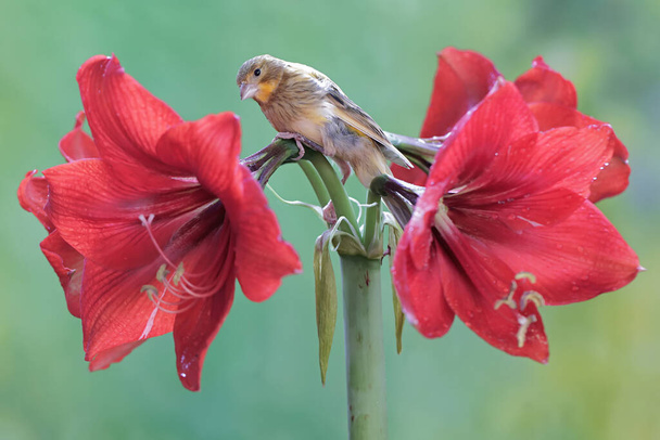A canary bird is resting on amaryllis flowers in full bloom. This sweet-voiced bird has the scientific name Serinus canaria. - Photo, Image