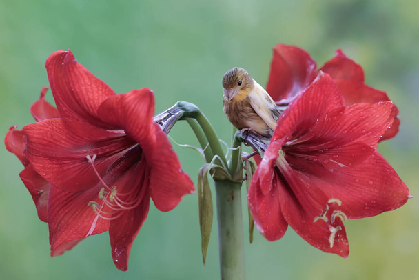 A canary bird is resting on amaryllis flowers in full bloom. This sweet-voiced bird has the scientific name Serinus canaria. - Photo, Image