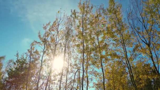AERIAL erdő csodálatos őszi árnyalatok alatt út bujkál a fák alatt. Erdőfák élénk színes levelekkel az őszi szezonban. Lenyűgöző színpaletta a változó levelek őszi szezonban. - Felvétel, videó