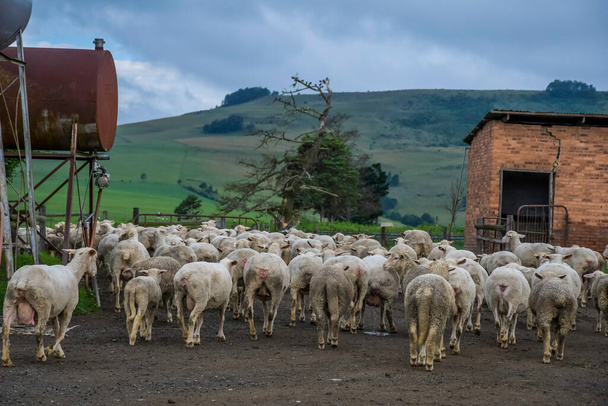 Merino pascolo ovini campagna nelle Terre Centrali - Foto, immagini