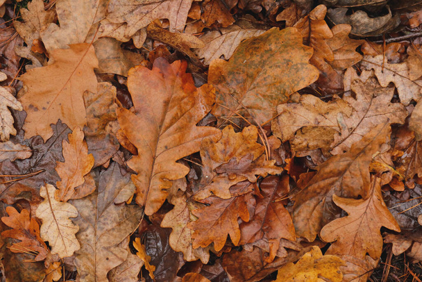 Autumn leafs on the bottom of the forest in November - Photo, Image