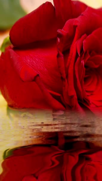 Rosa roja reflejándose en el vídeo vertical del agua - Metraje, vídeo