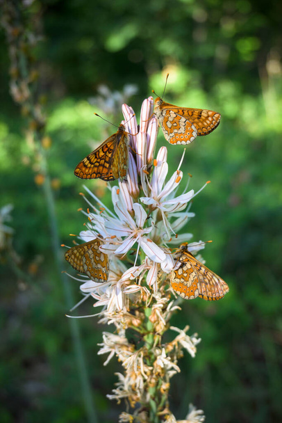 Red Wave Maiden Euphydryas aurinia butterflies perched eating pollen nectar from white flower of Asphodelus aestivus White Gamon - Photo, Image