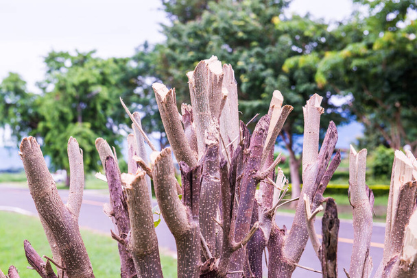 Обрезка деревьев в парке, Таиланд. - Фото, изображение