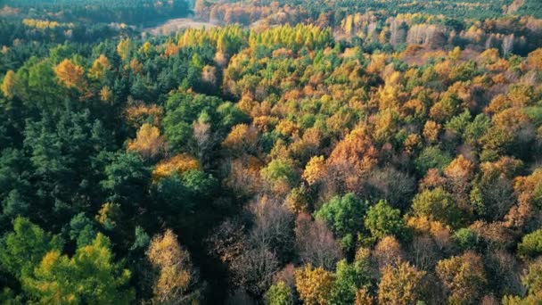 Widok z lotu ptaka wiejskiej drogi z żółtym i pomarańczowym lasem jesiennym.Piękny jesienny krajobraz Drone latający nad górską drogą otoczony pięknym, żywym, kolorowym lasem. - Materiał filmowy, wideo