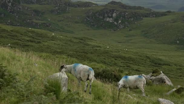 Uma visão serena de ovelhas pastando em uma região montanhosa, incorporando a beleza da natureza. zoom out - Filmagem, Vídeo