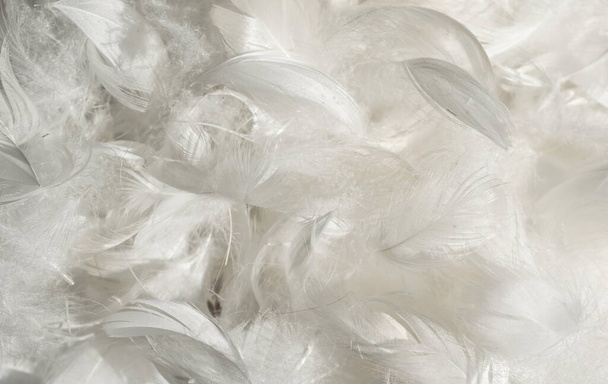 Bonitas plumas de pato blanco. fondo o textura - Foto, imagen