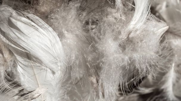 Güzel beyaz ördek tüyleri. arkaplan veya doku - Fotoğraf, Görsel