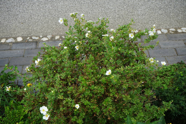 Weiße Potentilla fruticosa 'Abbotswood' blüht im August im Garten. Potentilla ist eine krautige Blütenpflanze aus der Familie der Rosengewächse. Berlin, Deutschland - Foto, Bild
