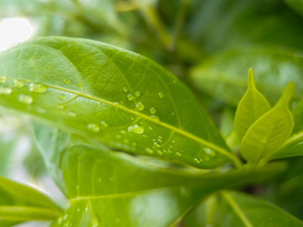 Primo piano di foglie verdi con gocce d'acqua. Scena della natura. - Foto, immagini