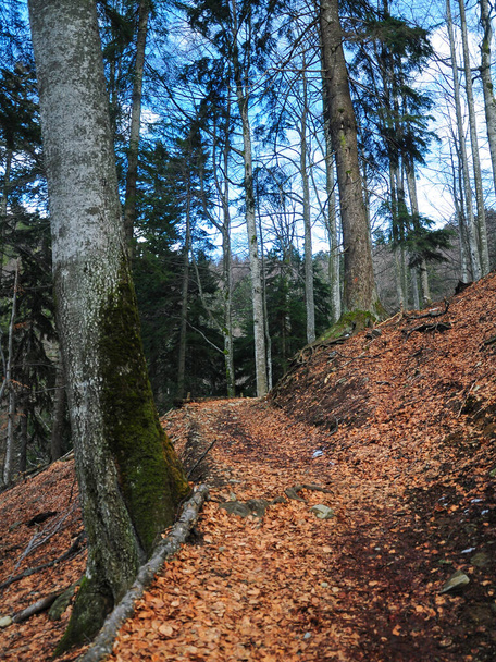 Stezka v bukovém lese na začátku jara. Stezka stoupá po mechem porostlých kmenech stromů. Hory Fagaras, Karpaty, Rumunsko. - Fotografie, Obrázek