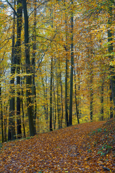 Őszi erdő lenyugvó napsütéssel a levelek és ágak között. Természet, erdészet, fák, élőhelyek, környezet és fenntarthatóság fogalmai, asztali számítógép - Fotó, kép