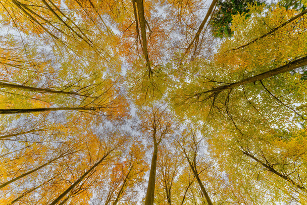Осінній ліс з встановленням сонця, що сяє через листя і гілки. Природа, лісове господарство, Дерева, середовище проживання, навколишнє середовище та концепції стійкості, стільниця - Фото, зображення