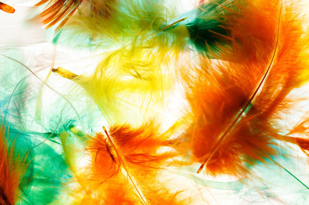 Colorful feathers background - Foto, imagen