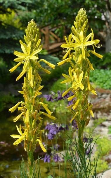 Asphodeline lutea blooms in the botanical garden in summer - Photo, Image