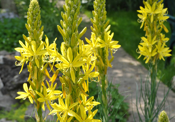 Asphodeline lutea kukkii kasvitieteellinen puutarha summe - Valokuva, kuva
