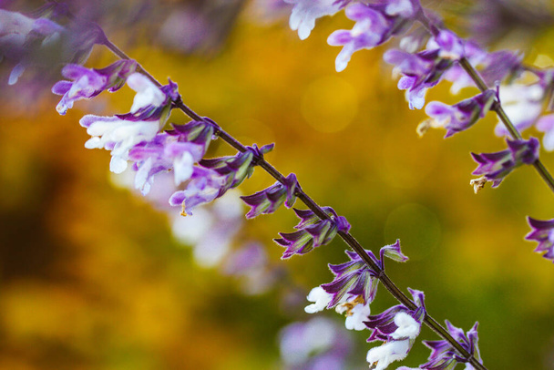 サルビアの紫色の花を長い茎に閉じます. 春のハーブ薬,夏の庭で。 フルブルームの花の壁紙. メイリー・セージの花が咲く。 ガーデンまたは一般的なセージの花. - 写真・画像