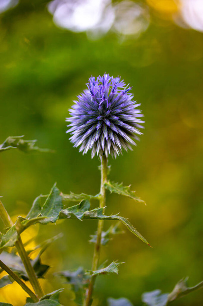 Small globe thistle or Echinops ritro flowering plant in shape of round purple-blue ball on green natural background. Growing flowers in a summer garden, floriculture. Wild flower wallpaper copy space - Photo, Image