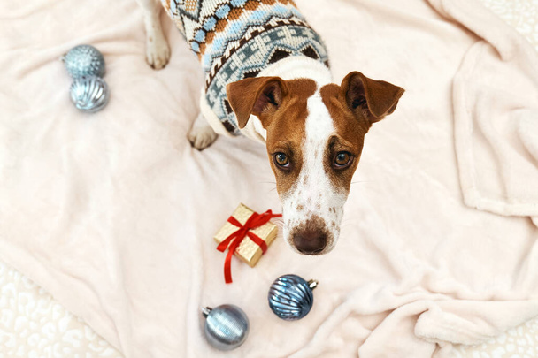 Αστείος Jack Russell Terrier φορώντας γιορτινή μπλούζα παίζοντας με τις σφαίρες χριστουγεννιάτικη διακόσμηση σε διακοσμημένο δωμάτιο Χριστουγέννων. Κατοικίδια σε Χριστούγεννα και το νέο έτος. Χειμερινή διάθεση. - Φωτογραφία, εικόνα