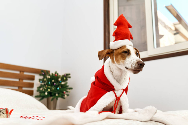 Hauska Jack Russell Terrier yllään Joulupukin puku ja punainen hattu muoto x-mas puu valmistautuu juhlapäivinä joulukoristeluun huoneeseen. Lemmikkejä jouluna ja uutena vuonna. Talviajan mieliala. - Valokuva, kuva