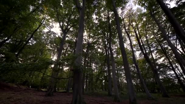 piękny widok na las - Materiał filmowy, wideo