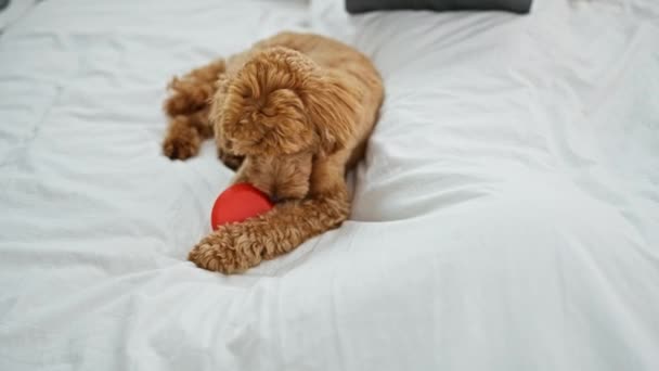 Mujer joven caucásica con perro usando portátil y tarjeta de crédito sentado en la cama en el dormitorio - Imágenes, Vídeo