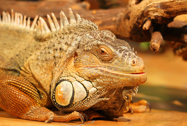 A cabeça de um lagarto tropical com uma nitidez nos olhos, um sl
 - Foto, Imagem
