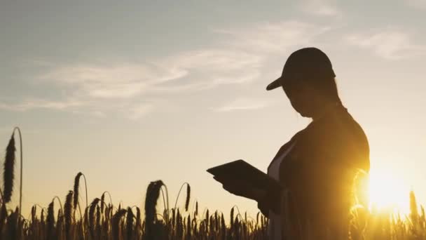Bij zonsondergang houdt een agronomist met een tablet rijpe tarwe vast, inspecteert, analyseert en voert gegevens in de tablet in. Een agronomist controleert het verzamelen van graan in het veld. 4k - Video