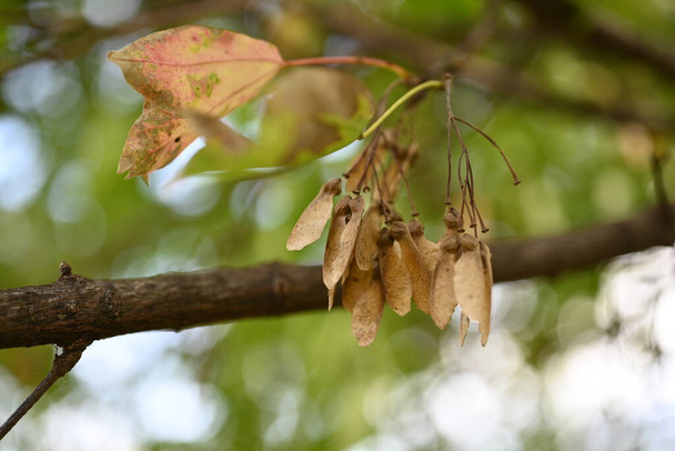 Frutti di acero tridente (Acer buergerianum) (Samara). Albero deciduo Sapindaceae. Dopo la fioritura, samara matura a marrone in autunno. - Foto, immagini