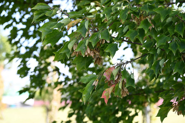 Frutti di acero tridente (Acer buergerianum) (Samara). Albero deciduo Sapindaceae. Dopo la fioritura, samara matura a marrone in autunno. - Foto, immagini