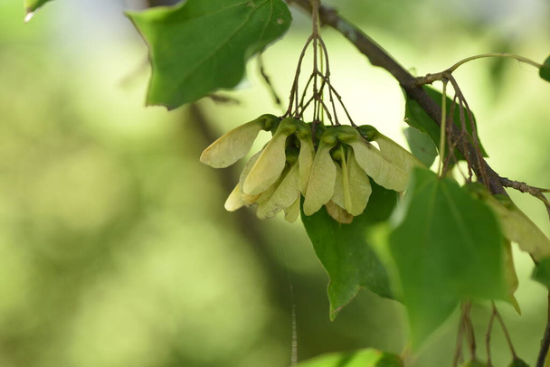 Owoce klonu potrójnego (Acer buergerianum) (Samara). Sapindaceae drzewo liściaste. Po kwitnieniu samara dojrzewa jesienią do brązu. - Zdjęcie, obraz