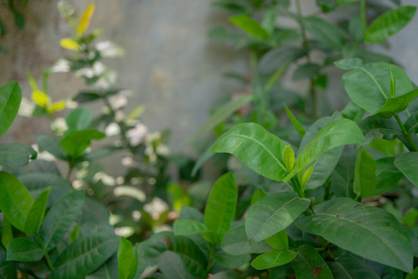 Feuille verte de Saraca asoca sur le parc domestique. La photo est adaptée à l'utilisation pour la nature fond fleur affiche et botanique contenu média. - Photo, image