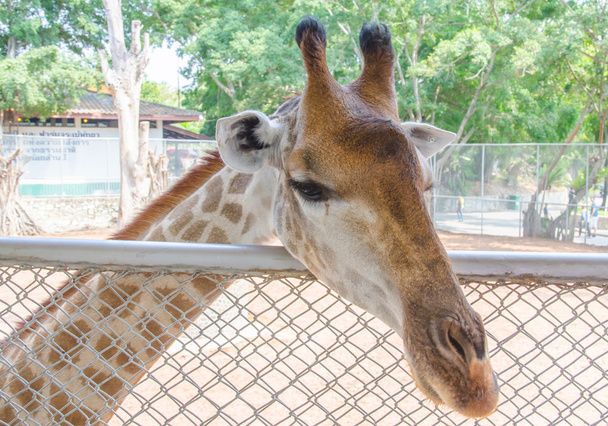 Жираф в зоопарке - Фото, изображение