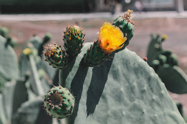 Zblízka kaktusu se žlutou květinou v botanické zahradě. Kaktus s pichlavým a strukturovaným povrchem - Fotografie, Obrázek