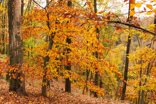 Барвистий осінній пейзаж у Центральночеському регіоні Чехії, Кокорін - Фото, зображення