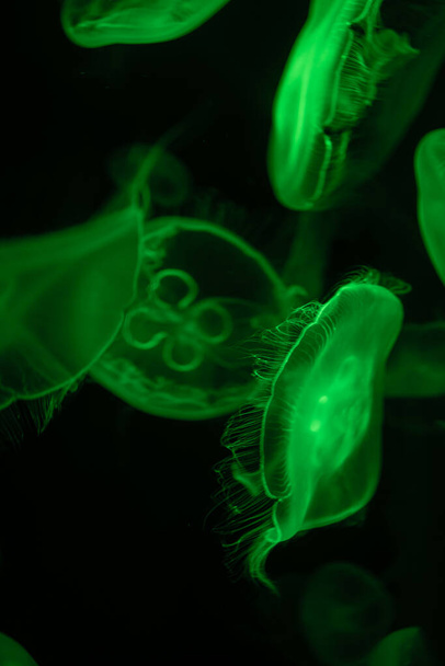 Colorido grupo de medusas moviéndose bajo el agua vida marina fondo oscuro vida animal - Foto, Imagen
