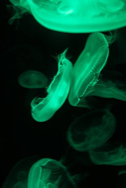 Las medusas de la vida marina nadan en aguas oscuras del océano. Fondo de la naturaleza increíble - Foto, Imagen
