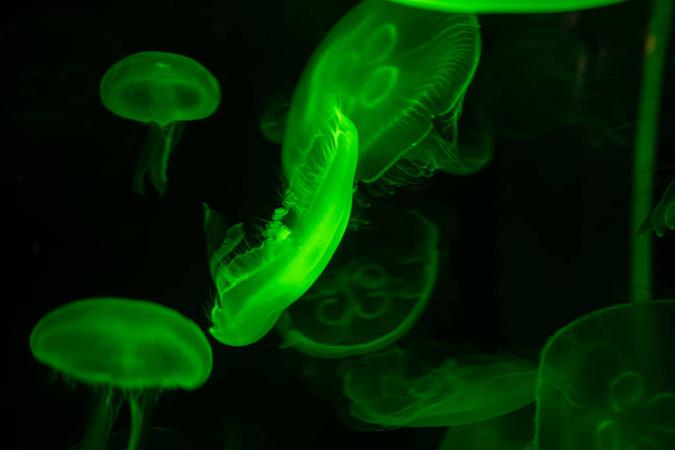 水中生活を移動するカラフルなジェラフィッシュグループ ダークバック動物の生活 - 写真・画像