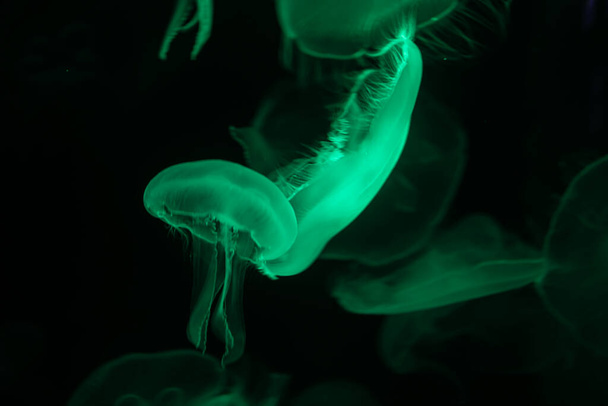 Meereslebewesen Quallen schwimmt in dunklen Ozeanwasser. Erstaunlicher Hintergrund der Natur - Foto, Bild