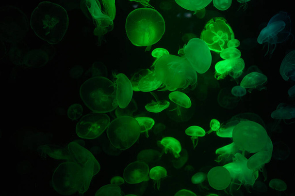 Colorido grupo de medusas moviéndose bajo el agua vida marina fondo oscuro vida animal - Foto, Imagen