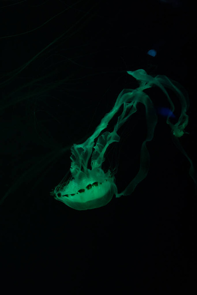 Las medusas de la vida marina nadan en aguas oscuras del océano. Fondo de la naturaleza increíble - Foto, Imagen