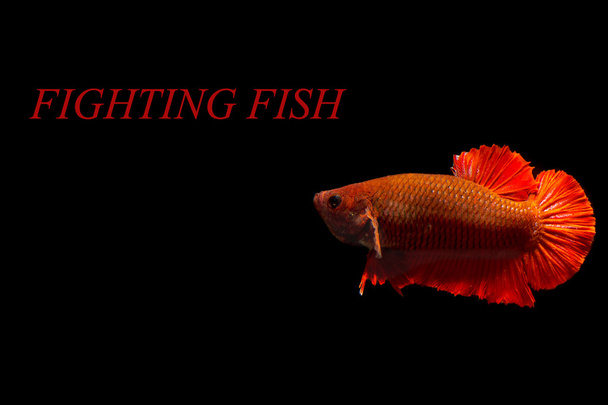 Siamese μάχη ψάρι  - Φωτογραφία, εικόνα