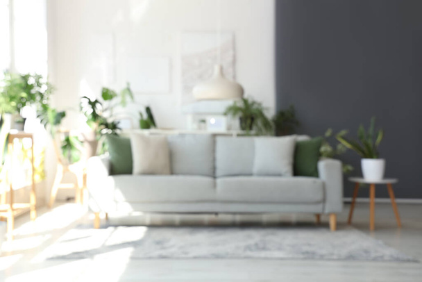 Zamazany widok na nowoczesny salon z szarą sofą i roślinami domowymi - Zdjęcie, obraz