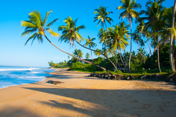 Spiaggia tropicale incontaminata nello Sri Lanka - Foto, immagini