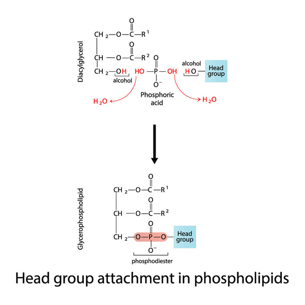 Schema di attaccamento del gruppo Head nei fosfolipidi - conversione del diacilglicerolo in glicerofosfolipidi, reazione dei gruppi alcolici. Illustrazione vettoriale scientifica. - Vettoriali, immagini