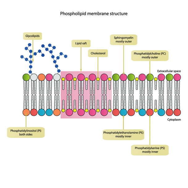 Diagrammi che mostrano la struttura schematica della membrana citoplasmatica, inclusi fosfolipidi (PE, PC, PS, sfingolielina) glicolipidi, colesterolo, zattera lipidica. Illustrazione vettoriale scientifica colorata. - Vettoriali, immagini